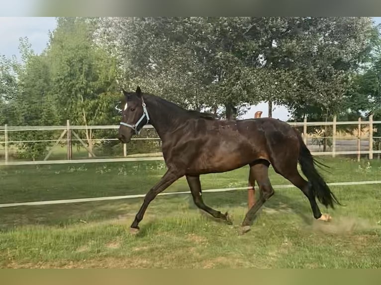 Hanovrien Jument 3 Ans 175 cm Bai brun in Tass