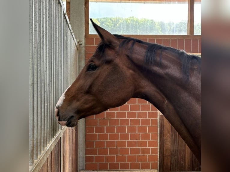 Hanovrien Jument 3 Ans 177 cm Bai in Bruchsal