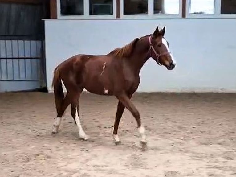 Hanovrien Jument 3 Ans Alezan in Zahna