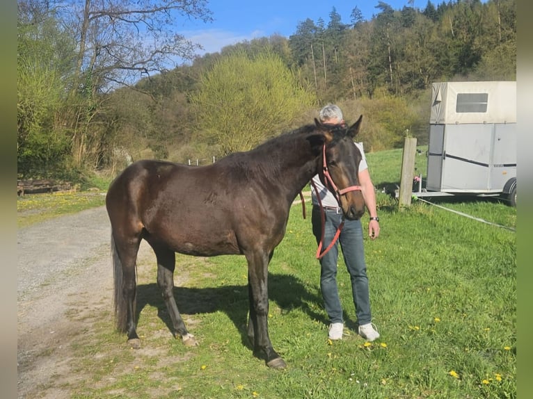 Hanovrien Croisé Jument 3 Ans Bai brun in Bodenfelde