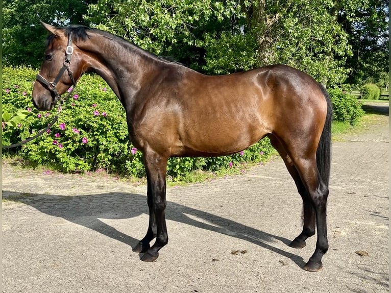 Hanovrien Jument 3 Ans Bai brun in Osten
