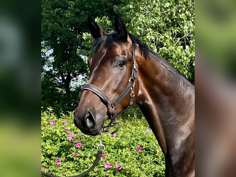 Hanovrien Jument 3 Ans Bai brun in Osten