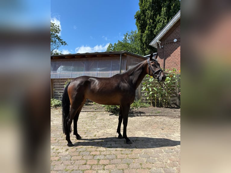 Hanovrien Jument 3 Ans Bai brun in Oerel