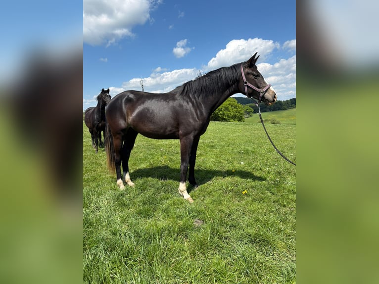 Hanovrien Jument 3 Ans Bai brun in Helferskirchen
