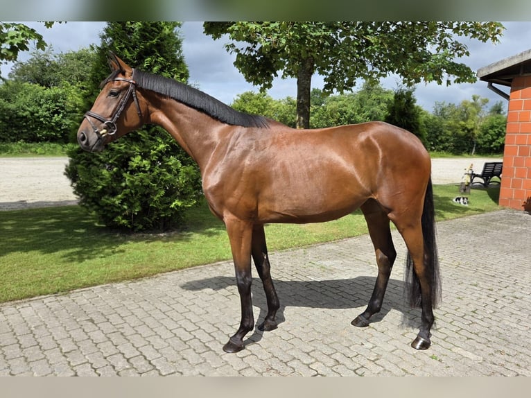 Hanovrien Jument 3 Ans Bai in Bad Bramstedt