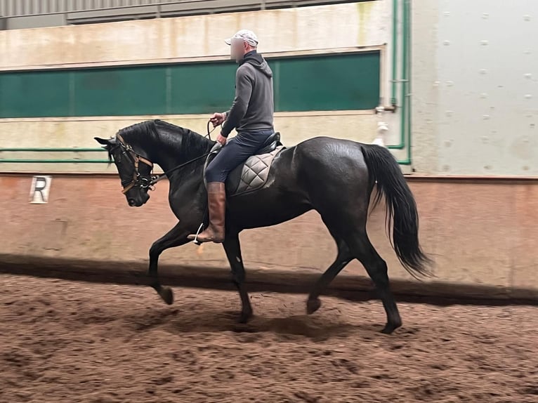 Hanovrien Jument 3 Ans  in baldranes