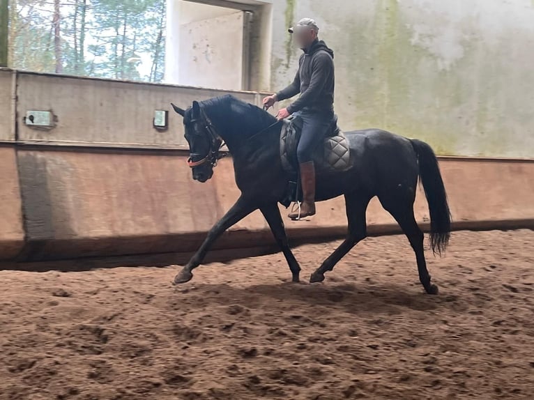 Hanovrien Jument 3 Ans  in baldranes