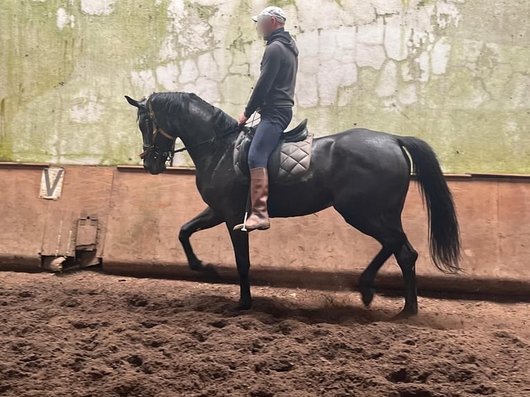 Hanovrien Jument 3 Ans  in Tui (O Sagrario)