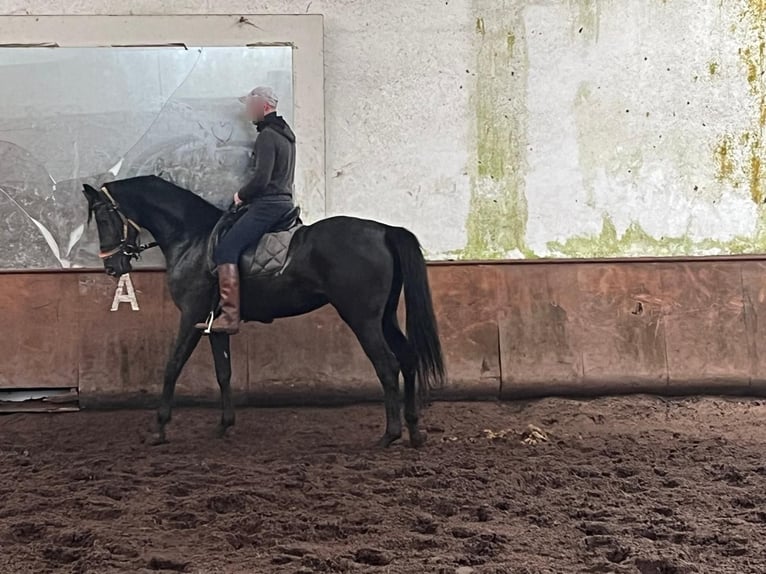 Hanovrien Jument 3 Ans  in Tui (O Sagrario)