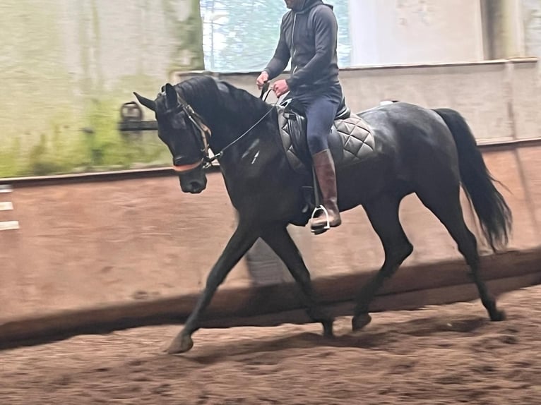 Hanovrien Jument 3 Ans  in Tui (O Sagrario)