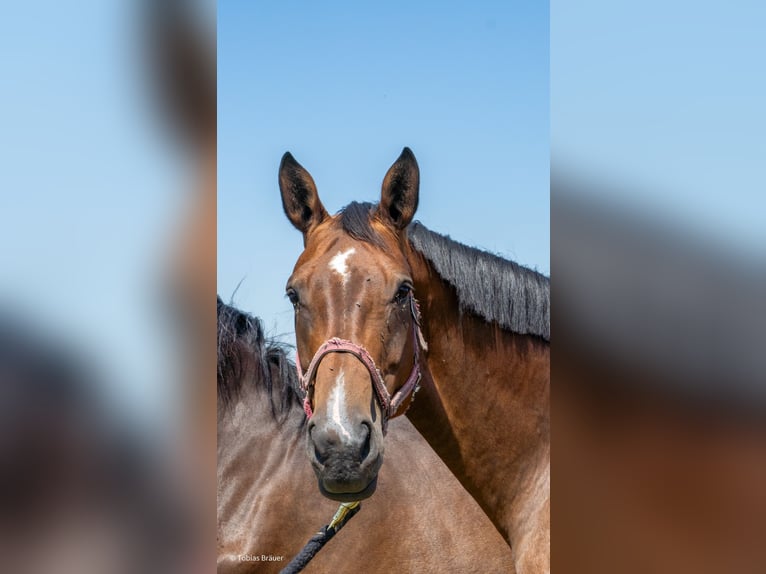 Hanovrien Jument 3 Ans Gris in Lintig