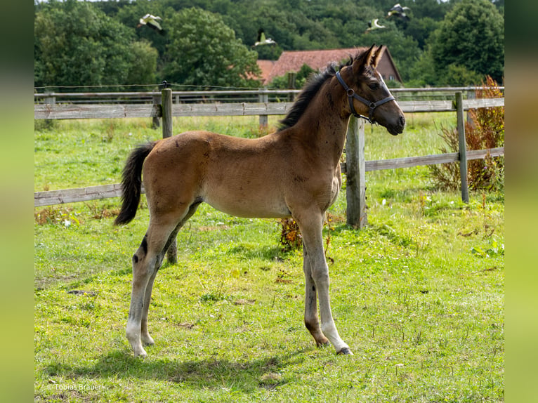 Hanovrien Jument 3 Ans Gris in Lintig