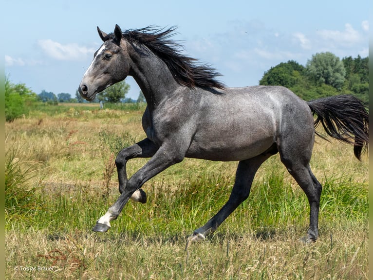 Hanovrien Jument 3 Ans Gris in Lintig