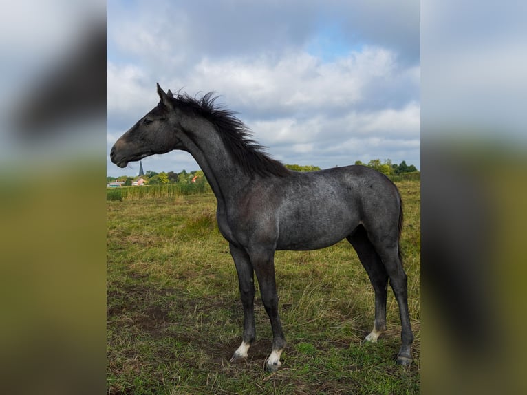 Hanovrien Jument 3 Ans Gris in Lintig