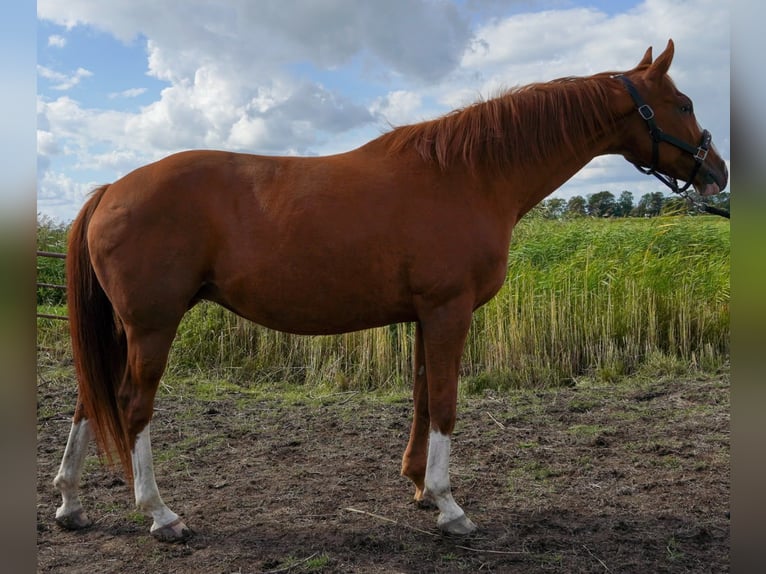 Hanovrien Jument 3 Ans Gris in Lintig