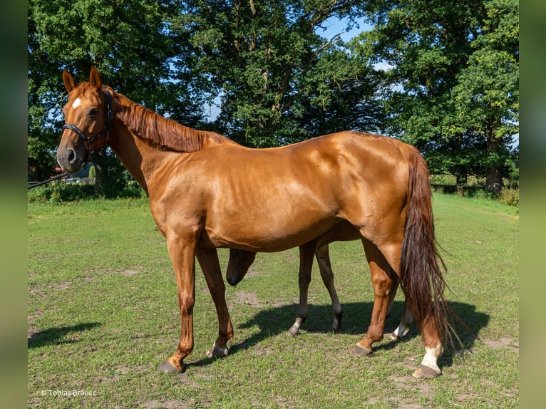 Hanovrien Jument 3 Ans Gris in Lintig