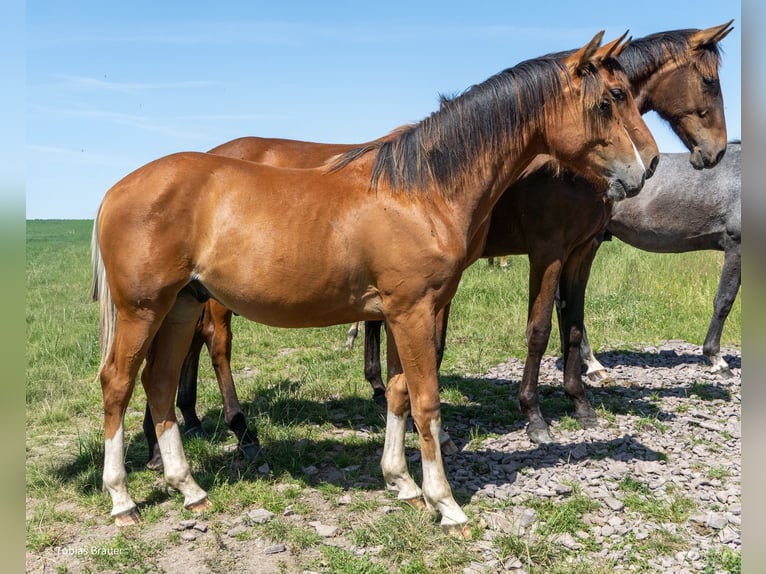 Hanovrien Jument 3 Ans Gris in Lintig