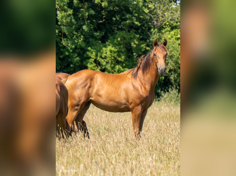 Hanovrien Jument 3 Ans Gris in Lintig