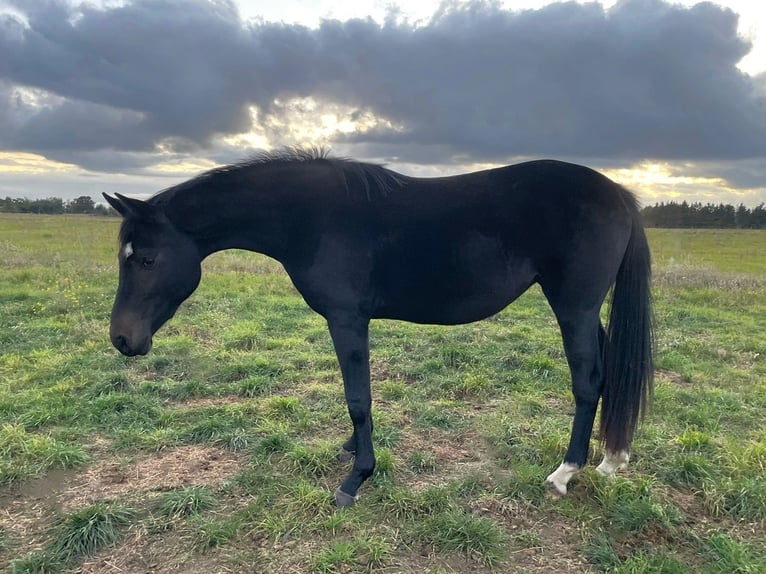 Hanovrien Jument 3 Ans Noir in Werder (Havel)