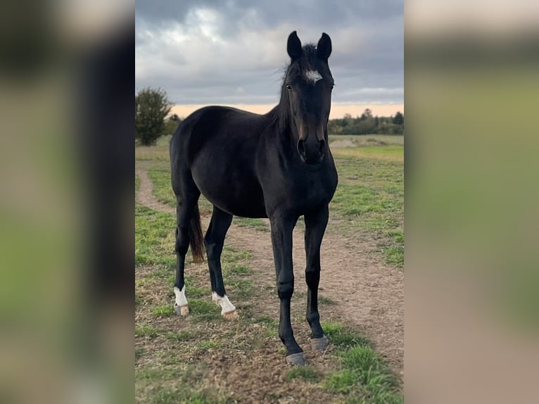 Hanovrien Jument 3 Ans Noir in Werder (Havel)