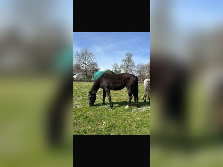 Hanovrien Jument 3 Ans Noir in Sandbostel