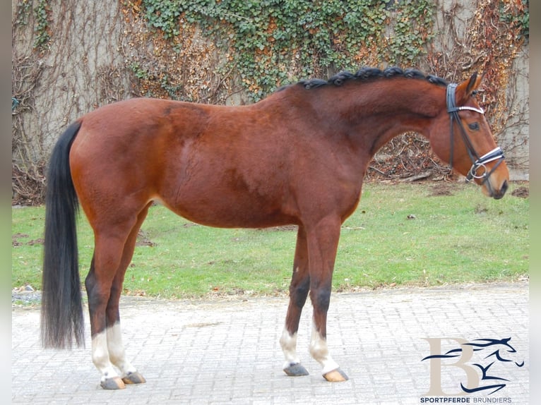 Hanovrien Jument 4 Ans 153 cm Bai in Osnabrück