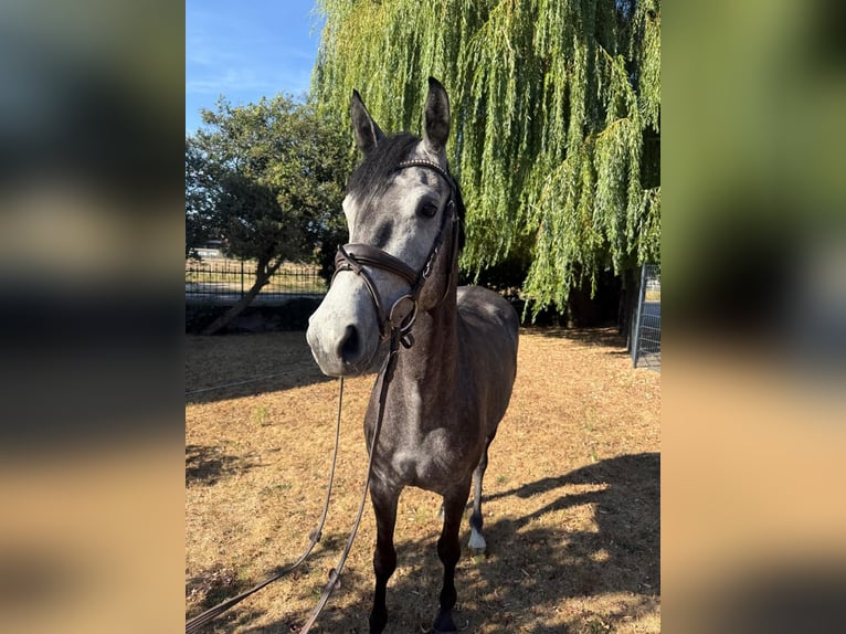 Hanovrien Jument 4 Ans 155 cm Gris pommelé in Willich