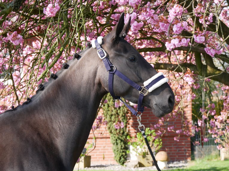 Hanovrien Jument 4 Ans 156 cm Noir in Dorsten