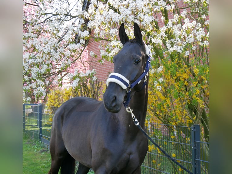Hanovrien Jument 4 Ans 156 cm Noir in Dorsten