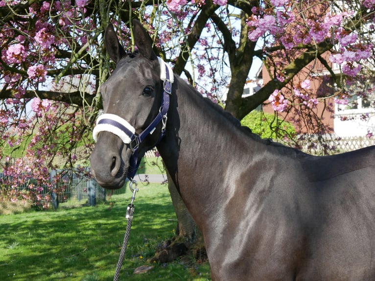 Hanovrien Jument 4 Ans 156 cm Noir in Dorsten