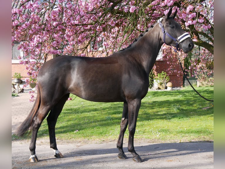 Hanovrien Jument 4 Ans 156 cm Noir in Dorsten