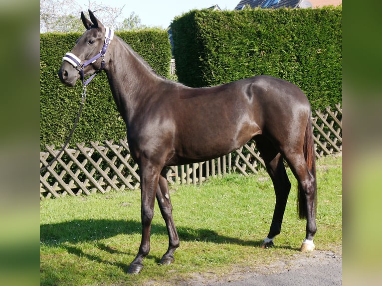 Hanovrien Jument 4 Ans 156 cm Noir in Dorsten