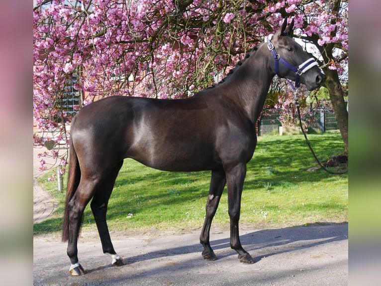 Hanovrien Jument 4 Ans 156 cm Noir in Dorsten