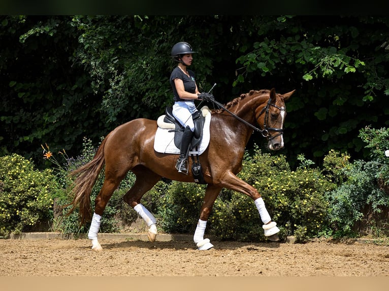 Hanovrien Jument 4 Ans 158 cm Alezan brûlé in Riedstadt