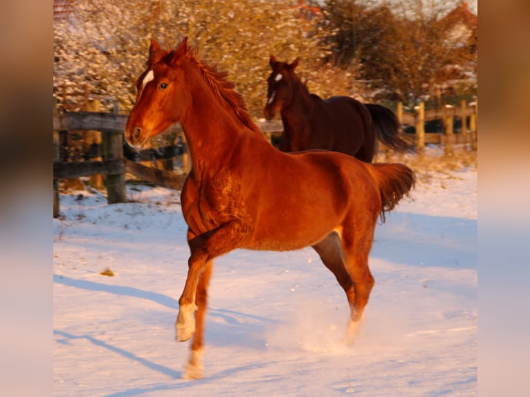 Hanovrien Jument 4 Ans 158 cm Alezan in Menz