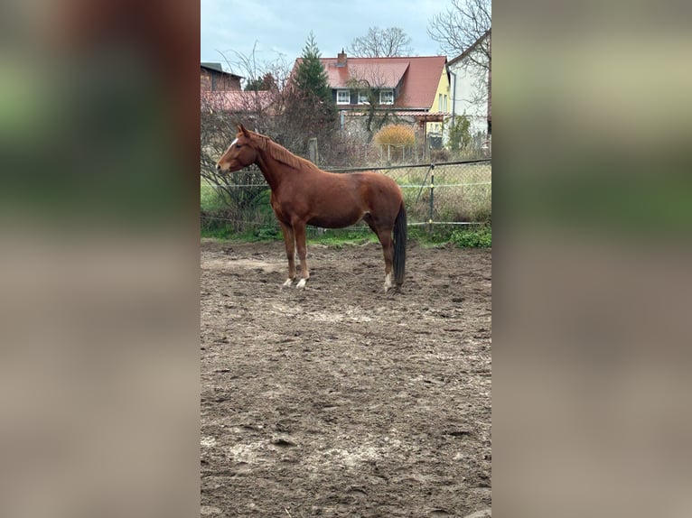 Hanovrien Jument 4 Ans 158 cm Alezan in Menz