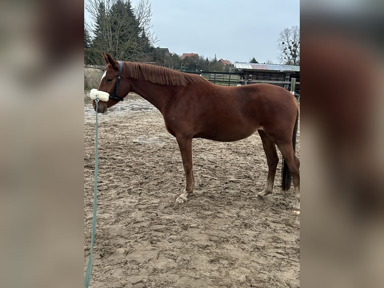 Hanovrien Jument 4 Ans 158 cm Alezan in Menz