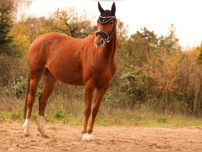 Hanovrien Jument 4 Ans 158 cm Alezan in Menz