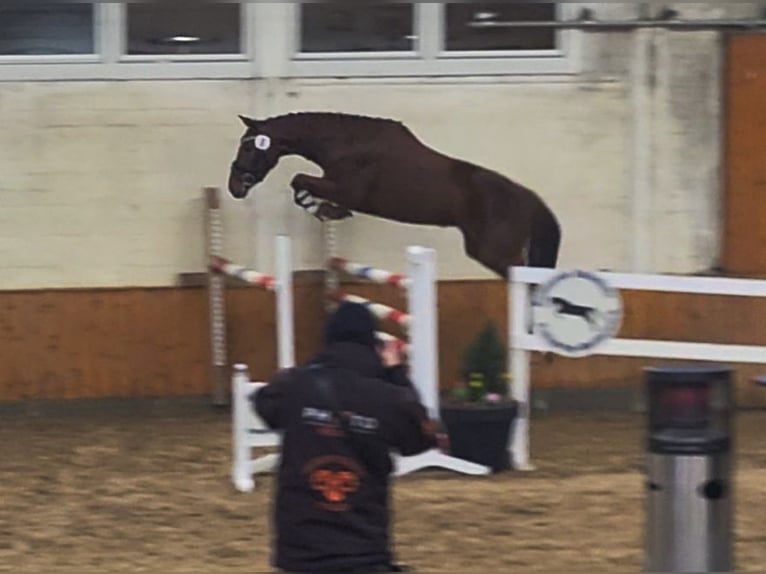 Hanovrien Jument 4 Ans 158 cm Alezan in Großenwörden