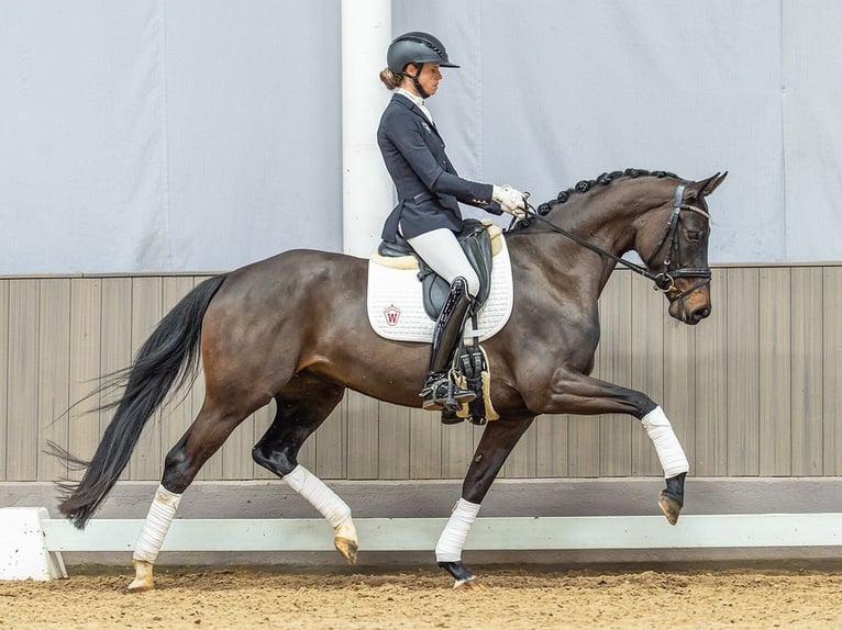 Hanovrien Jument 4 Ans 160 cm Bai brun in Mnster-Handorf