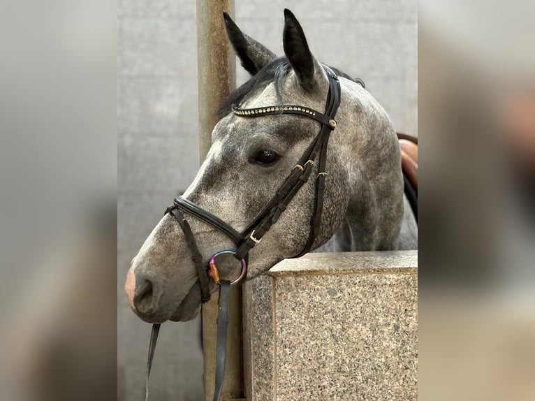 Hanovrien Jument 4 Ans 160 cm Gris in Verden (Aller)