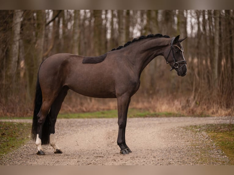 Hanovrien Jument 4 Ans 161 cm Bai brun foncé in Wehringen