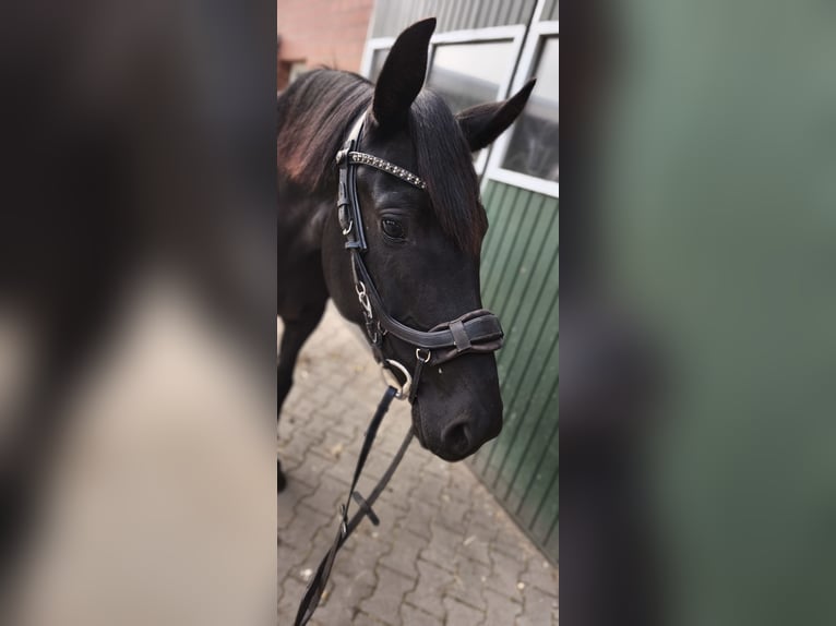 Hanovrien Jument 4 Ans 161 cm Noir in Wietmarschen