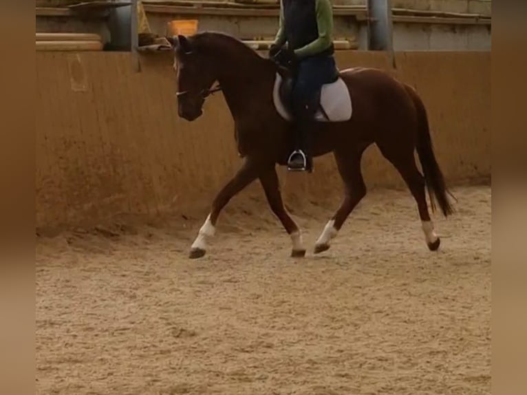 Hanovrien Jument 4 Ans 162 cm Alezan brûlé in Herborn