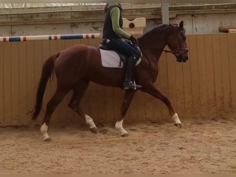 Hanovrien Jument 4 Ans 162 cm Alezan brûlé in Herborn