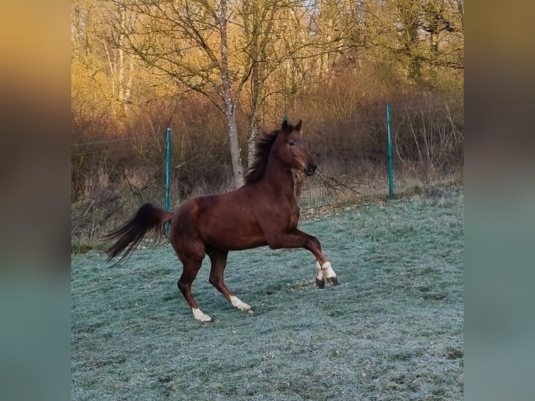 Hanovrien Jument 4 Ans 162 cm Alezan brûlé in Herborn