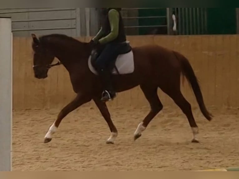 Hanovrien Jument 4 Ans 162 cm Alezan brûlé in Herborn