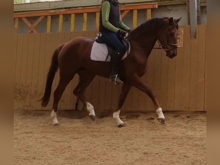 Hanovrien Jument 4 Ans 162 cm Alezan brûlé in Herborn