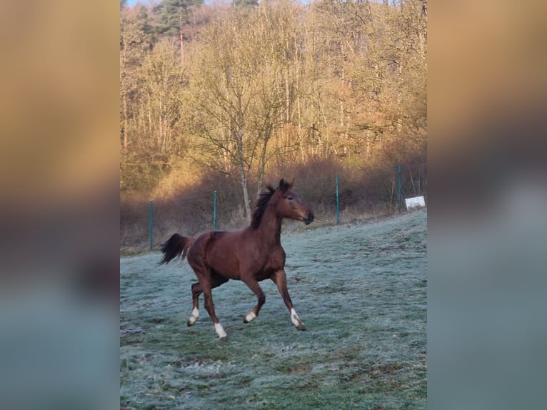 Hanovrien Jument 4 Ans 162 cm Alezan brûlé in Herborn