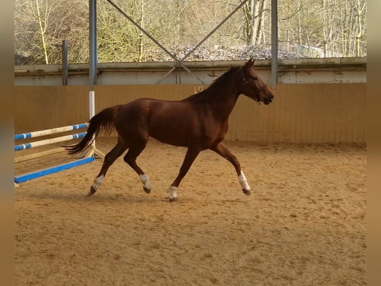Hanovrien Jument 4 Ans 162 cm Alezan brûlé in Herborn